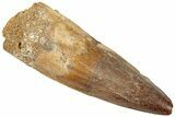 Fossil Spinosaurus Tooth - Real Dinosaur Tooth #312995-1